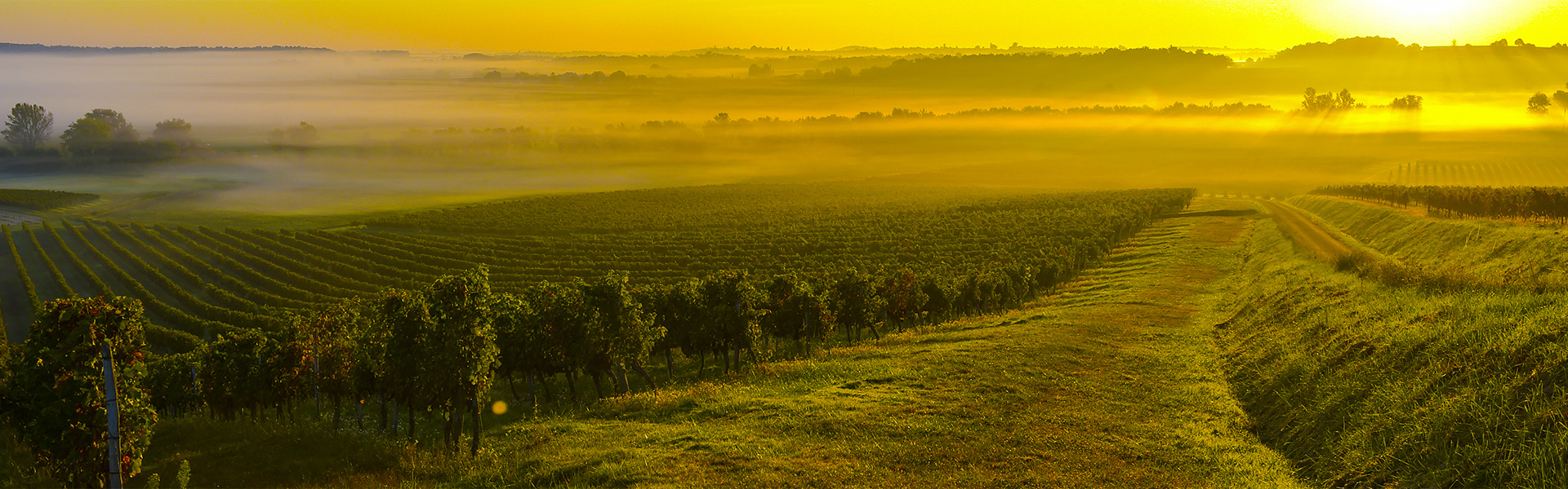 Caves de Rauzan : Dégustez nos vins, dégustez aussi nos valeurs !